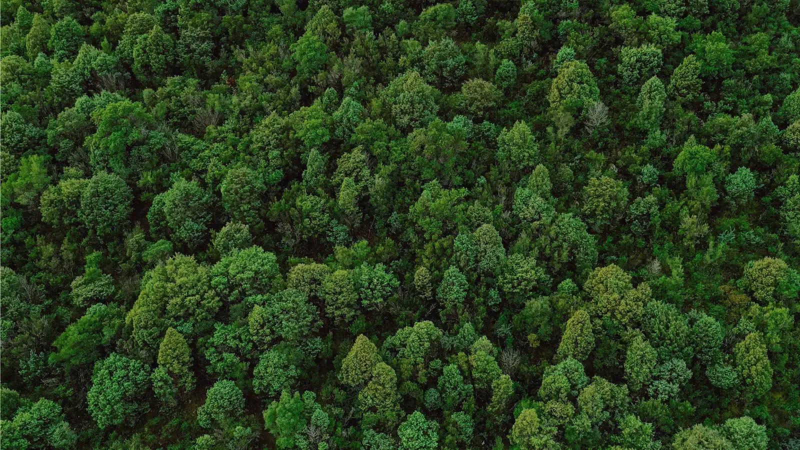 Treedom Europe 2025