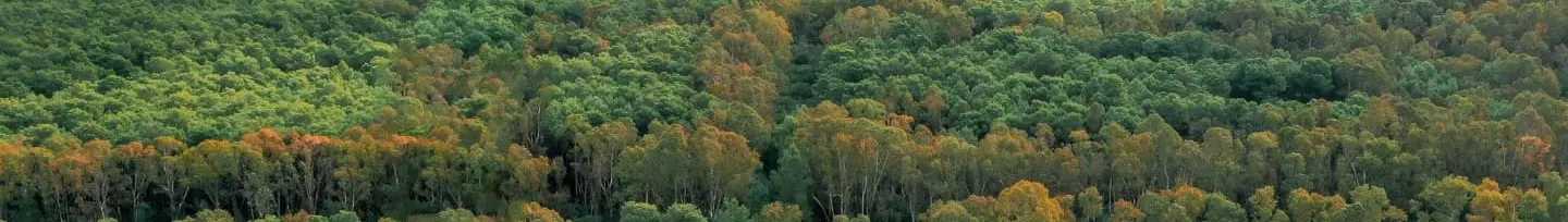 Agroforestry