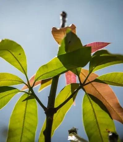 An agroforestry system can increase profitability in several ways: