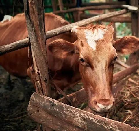 An agroforestry system can increase profitability in several ways: