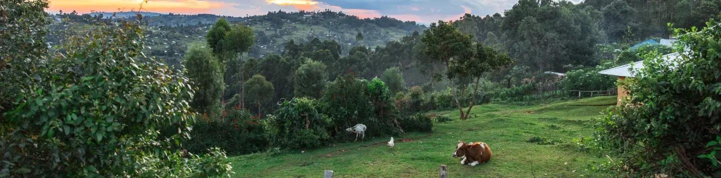 Agroforestry decorative row