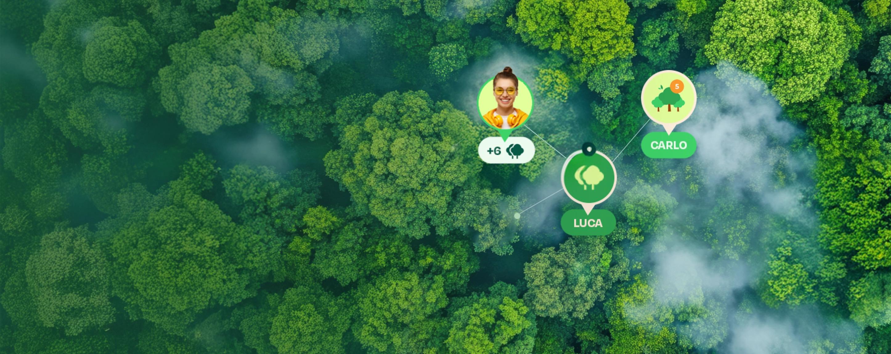 a forest