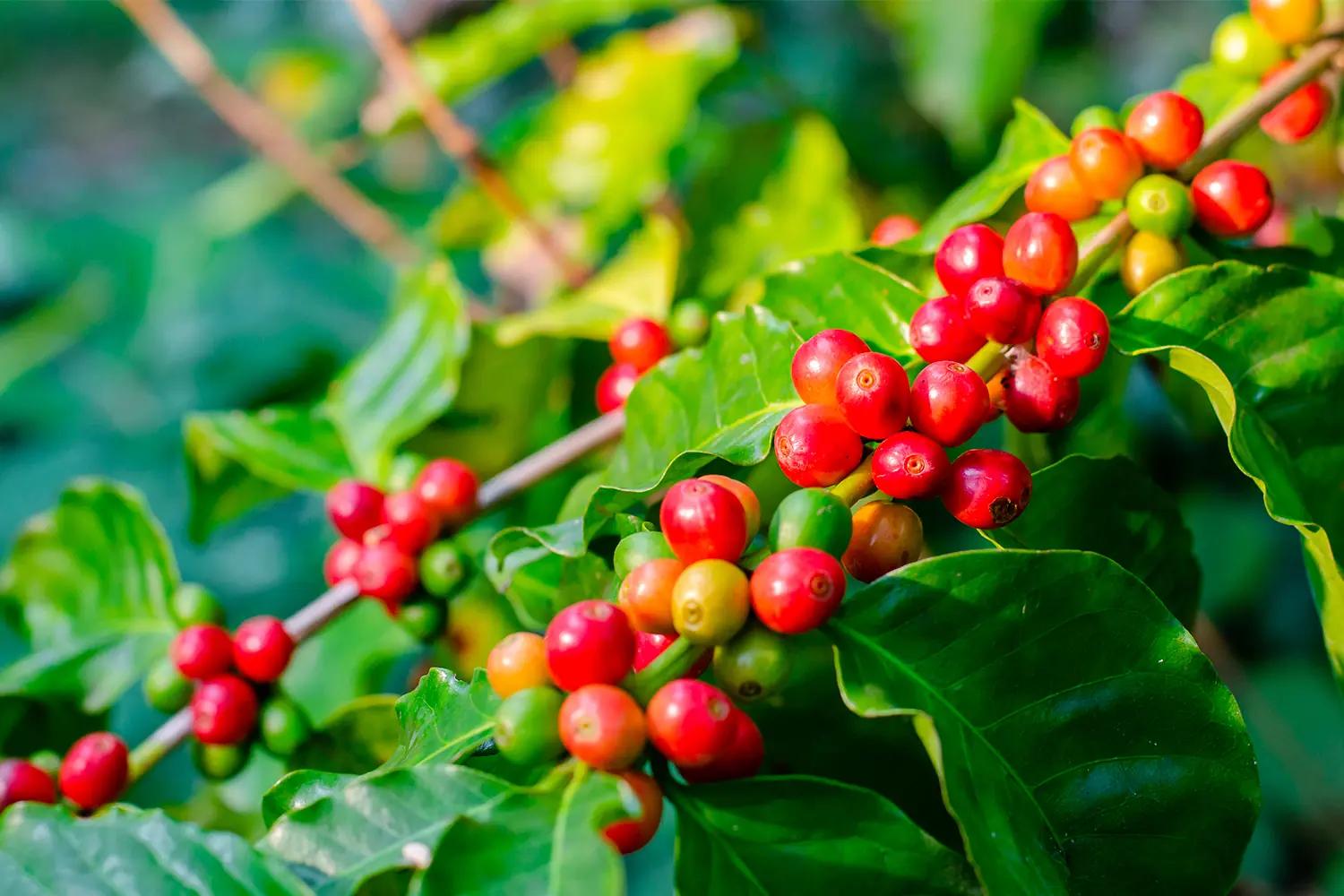 coffe plant landscape