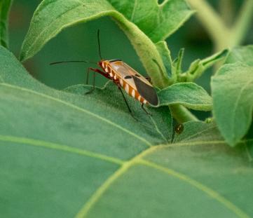 Natural pesticide