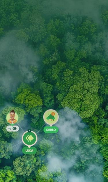 a forest