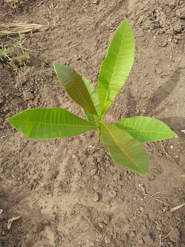 tree image