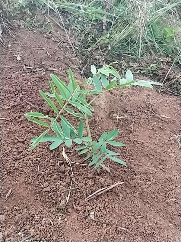 tree image