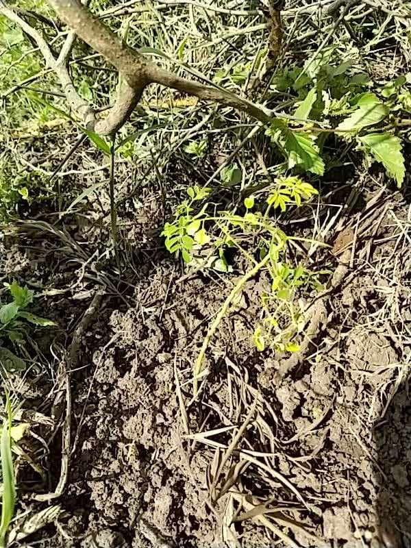 tree image