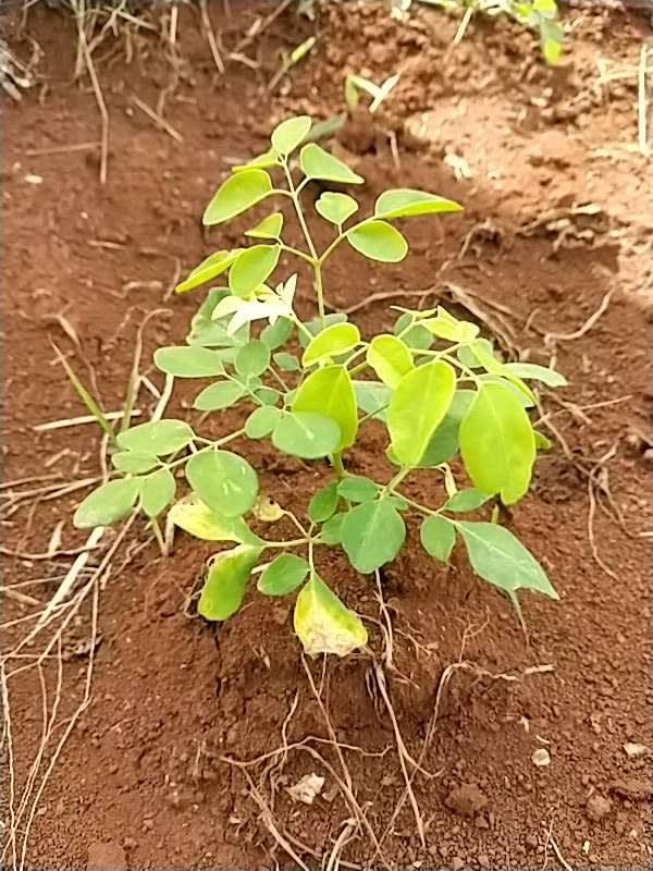 tree image