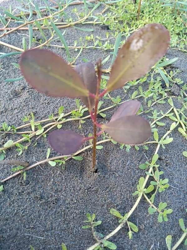 tree image