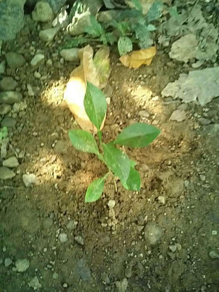 tree image