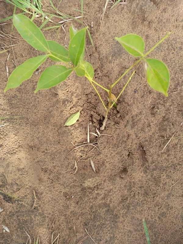 tree image