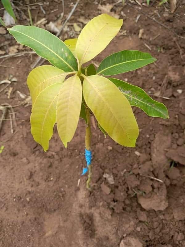 tree image