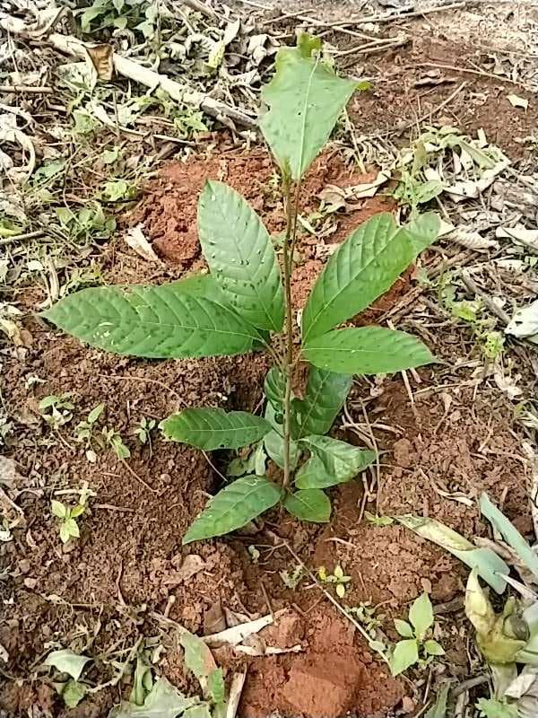 tree image