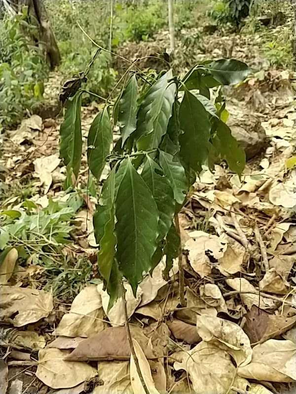 tree image