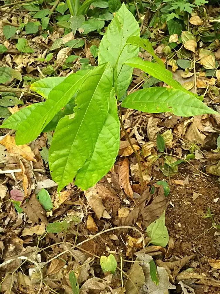 tree image