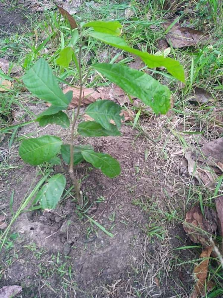 tree image