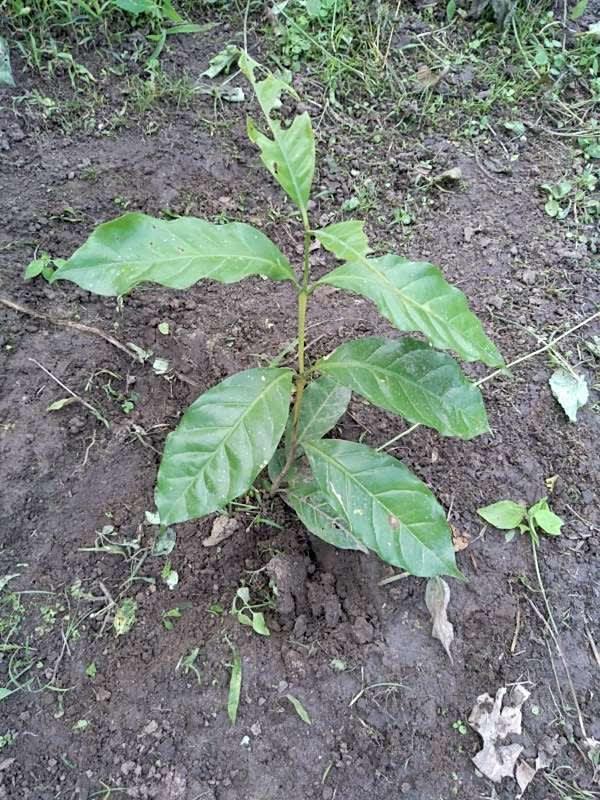 tree image