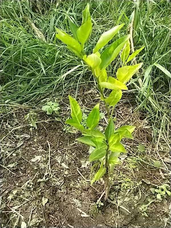 tree image