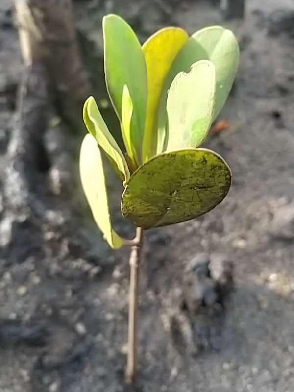 tree image