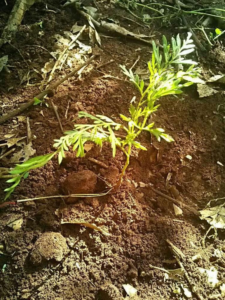 tree image