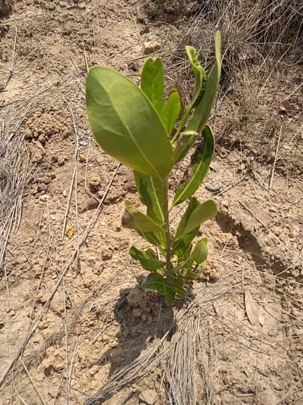 tree image