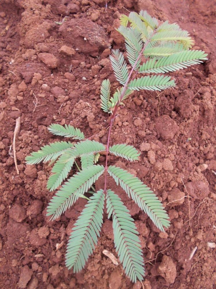 tree image
