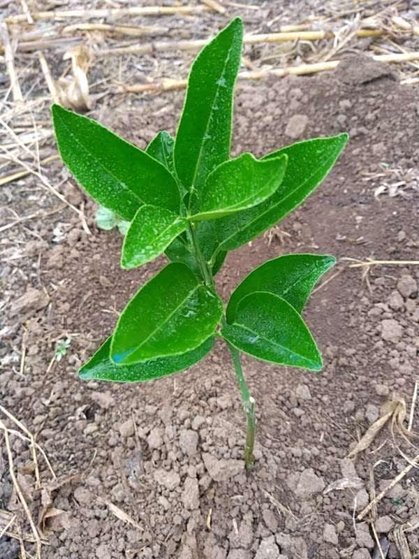 tree image