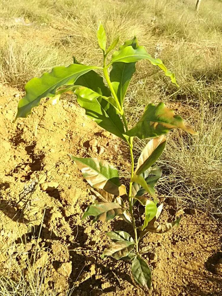 tree image