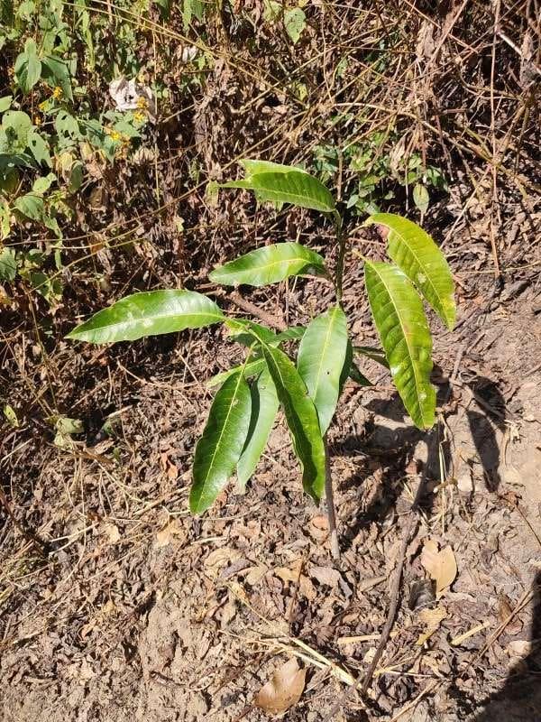 tree image