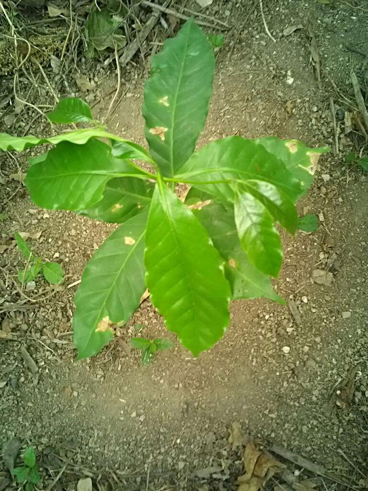 tree image