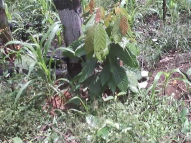 tree image