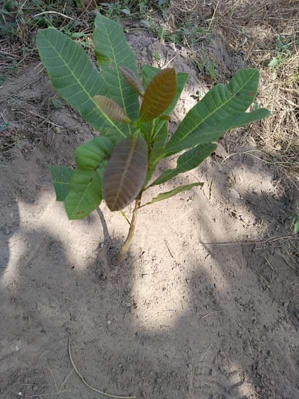 tree image