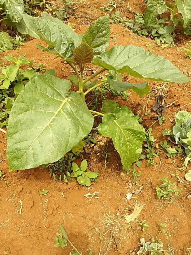 tree image