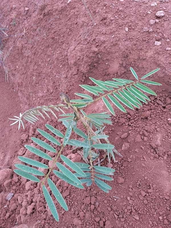 tree image