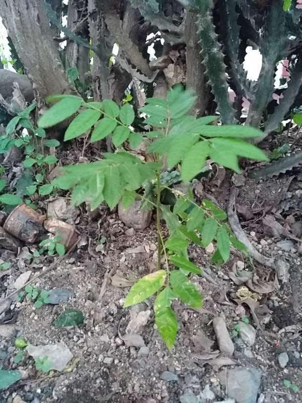 tree image
