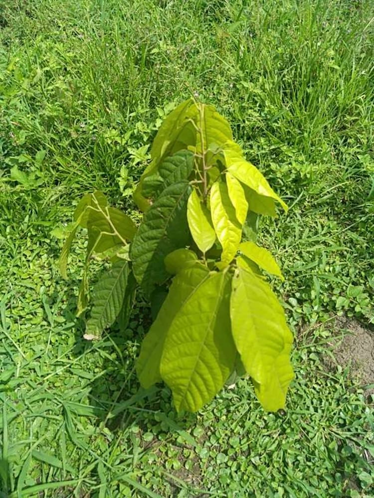 tree image
