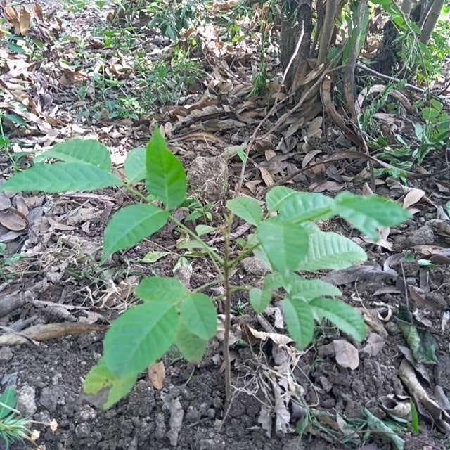tree image