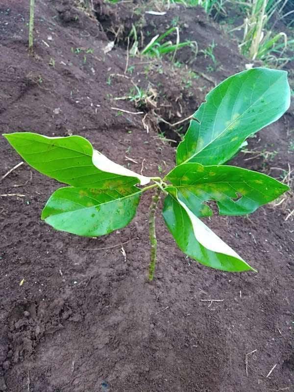 tree image