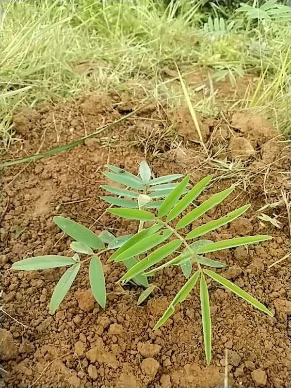tree image