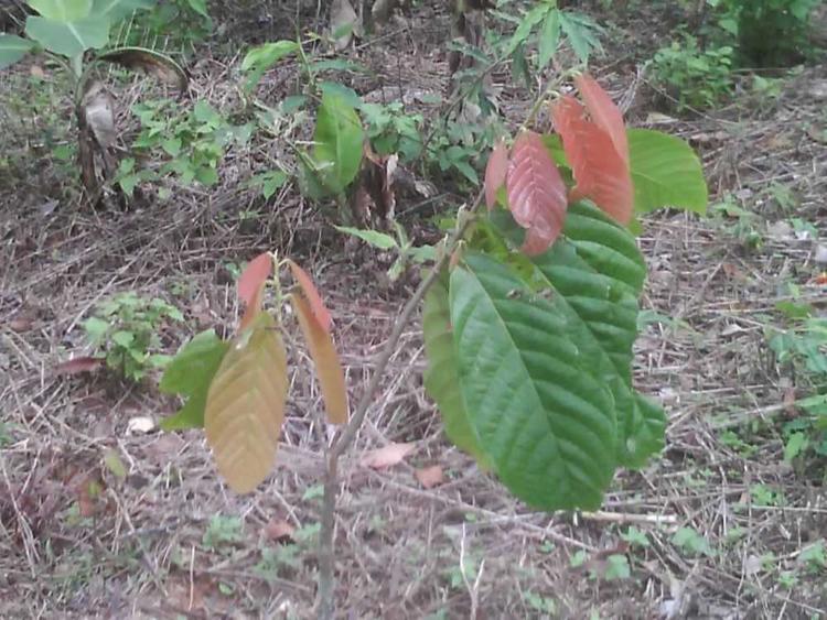 tree image