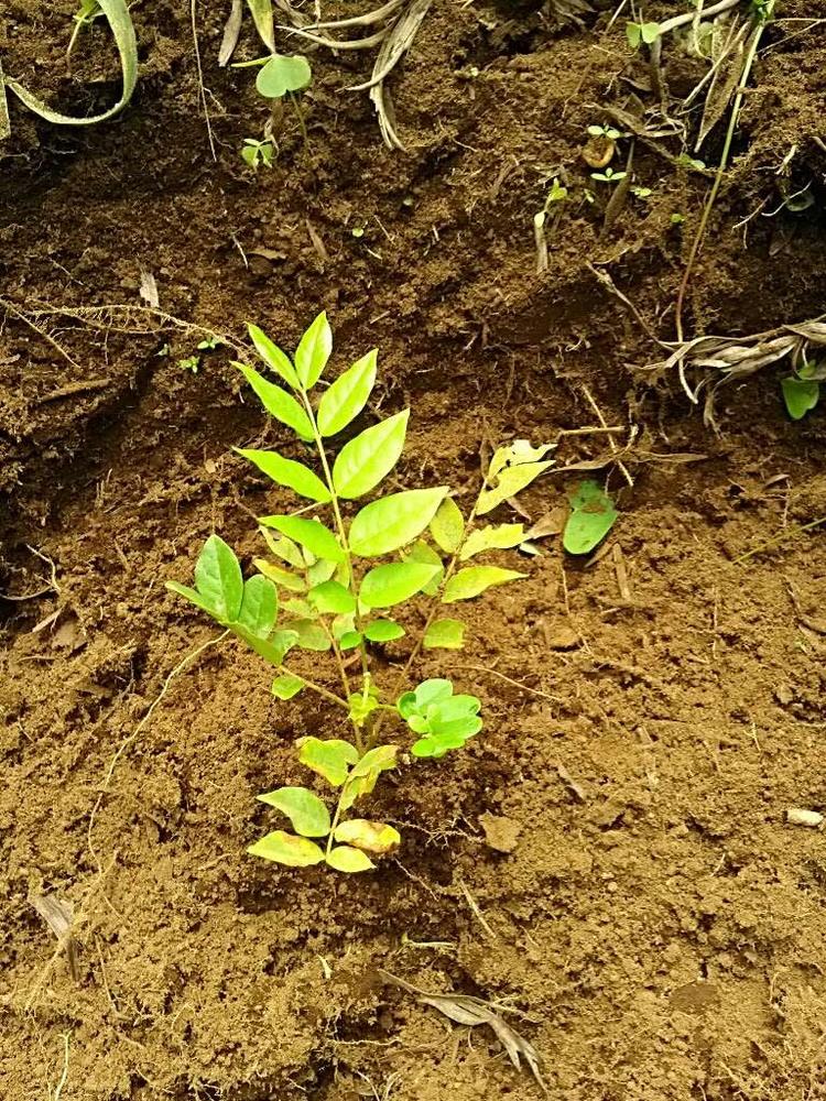 tree image