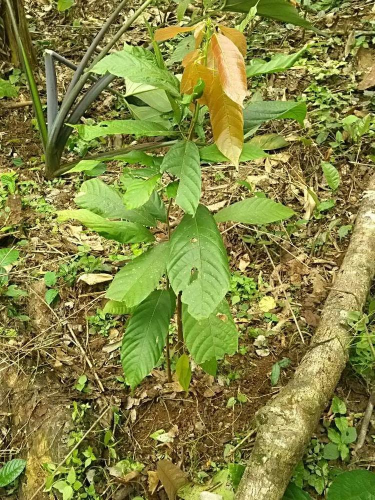 tree image
