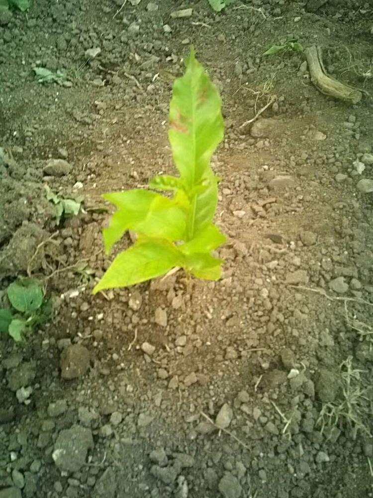 tree image