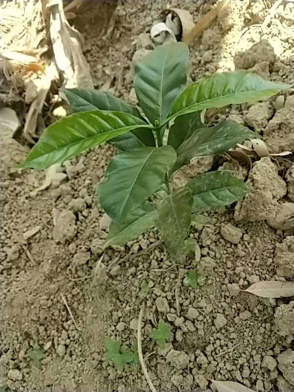 tree image