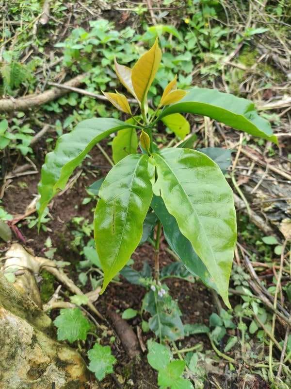 tree image