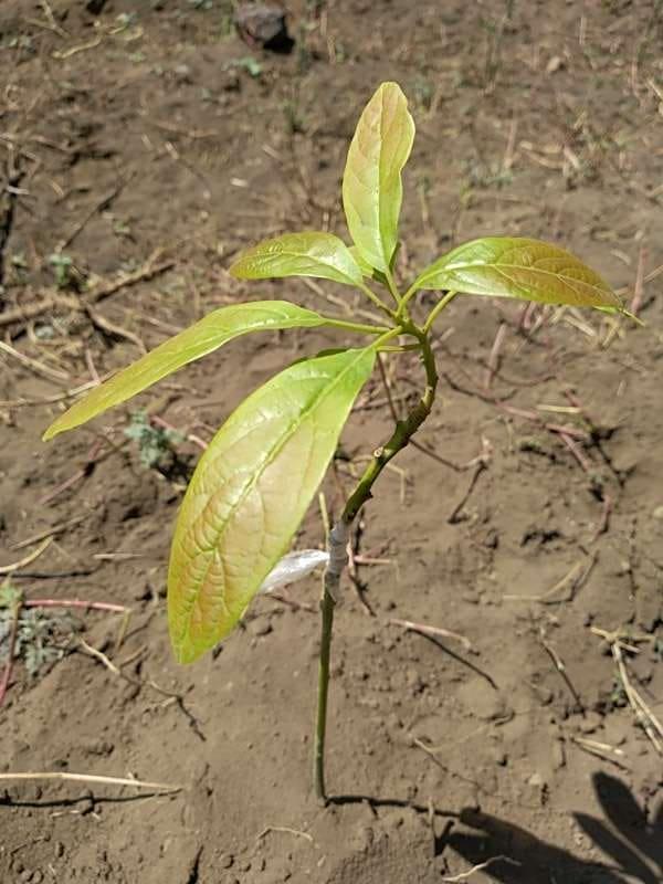 tree image