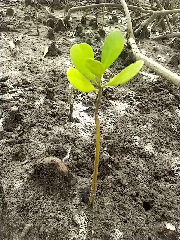 tree image