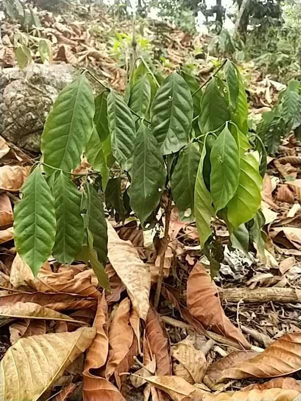 tree image