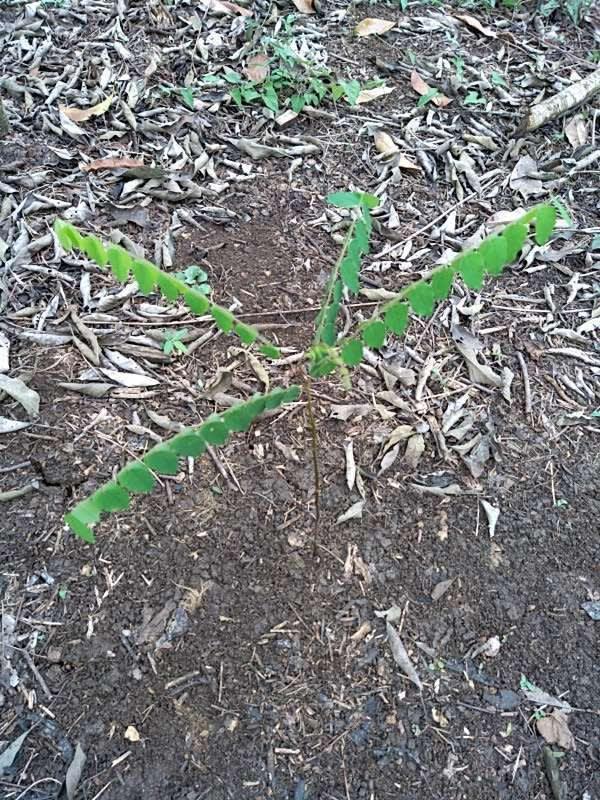 tree image